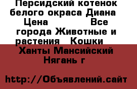 Персидский котенок белого окраса Диана › Цена ­ 40 000 - Все города Животные и растения » Кошки   . Ханты-Мансийский,Нягань г.